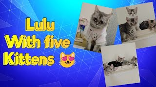 BONDING LULU WITH HER KITTENS 😻 BY ADAVONNE VLOGS [upl. by Semajwerdna411]