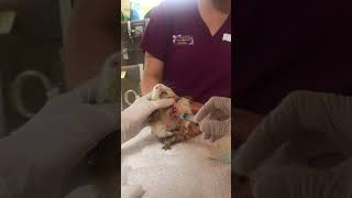 Abscess Flushing of a Guinea Pig [upl. by Ayhtnic276]