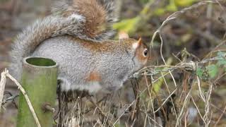 Grey squirrels squabble over food in an English wood [upl. by Tullius566]