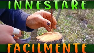 INNESTO A CORONA  COME INNESTARE FACILMENTE ALBERI DA FRUTTO  Tutorial Completo [upl. by Aihsema]