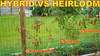 Why Do HYBRID Tomatoes Perform Better Hybrid VS Heirloom Seeds EXPLAINED [upl. by Idel964]