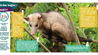 Le Manicou  Les animaux des Caraïbes [upl. by Lili]