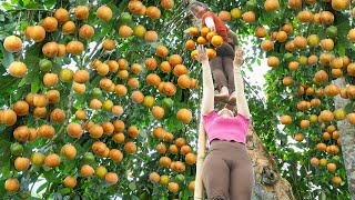 Harvesting Sour Fruit On Tall Tree Goes To Market Sell  Preserve Sour Fruit  New Free Bushcraft [upl. by Immaj330]