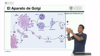 El aparato de Golgi El lisosoma  1460  UPV [upl. by Ettennaej]