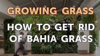 How to Get Rid of Bahia Grass [upl. by Jaquenette]