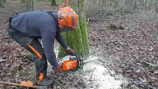 Abatage charme avec une stihl MS 362 CM [upl. by Kristi843]