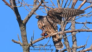 Falco peregrinus PEREGRINE FALCON with bird meal 3047558 [upl. by Netsryk]