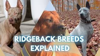 Discover the Ridgebacks Thai Rhodesian amp Phu Quoc Ridgeback Origins and Genetics [upl. by Noryt299]