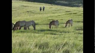 Mongolia Tours  Hustai Khustai National Park  Takhi Przewalski Horses [upl. by Nebeur]