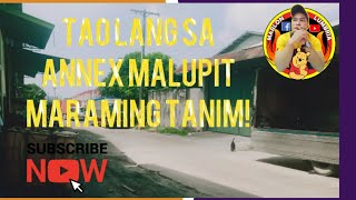 Tao lang sa Annex malupit maraming tanim [upl. by Orose]