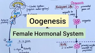 Physiology Before Pregnancy  Female Hormones [upl. by Rashida]