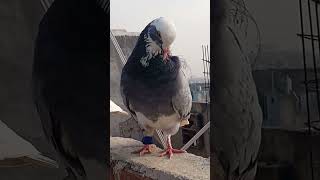 newsong punjabisong 🕊️🕊️💖💖💕pigeon pigeonbazz kabootar kabutarlove [upl. by Renrew]