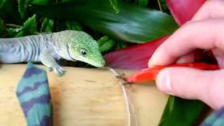 My Standings Day Gecko Feeding from tweezers  Phelsuma standingi [upl. by Thurnau]