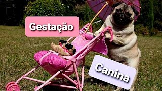 Gestação Canina [upl. by Aimerej]