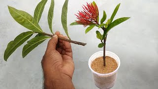 Grow Ixora from cuttings  Grow easily in sand  Rangan flower plant [upl. by Ocir157]