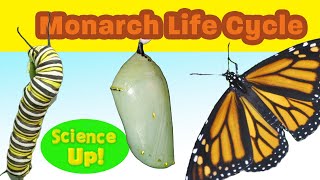 The Amazing Monarch Life Cyclenarrated for elementary science lessons [upl. by Aikkin]