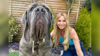 THE NEAPOLITAN MASTIFF  HUGE amp DANGEROUS GUARD DOG Mastino Napoletano [upl. by Healy]