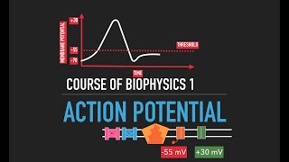 The Action Potential [upl. by Ayimat]