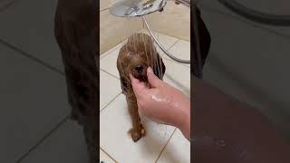 Dog care and Bath shorts puppy cuteanimals petcare petbath [upl. by Laenej]