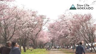 Slow Life Hokkaido  Shizunai Nijukken Road Cherry Blossoms [upl. by Euginomod]