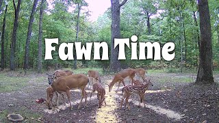 Fawns Bleating Eating And Playing [upl. by Edlyn]