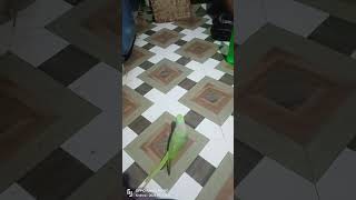 Parrot 🦜🐦jimmyslife fooddoglover funnyanimals parrot funnybirds mini [upl. by Einegue310]