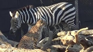 チーターに一瞬ロックオンされるシマウマさん火器管制レーダー照射😅 Cheetah lockon zebra 【ズーラシア】 [upl. by Submuloc]