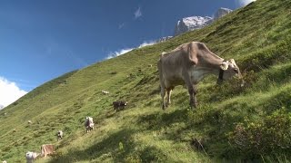 quotVon Älplern für Älplerquot  Bewirtschaftung einer grossen Milchkuhalp  ganzer Film [upl. by Einavoj226]