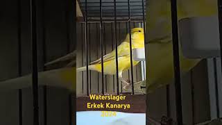 Waterslager Erkek Kanarya 2024 birds canary birdslover waterslager kanarienvogel [upl. by Eitsyrc]