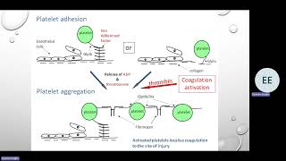 Coagulation Systems 1 [upl. by Adnilec853]