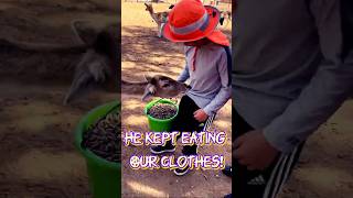 THE DEER 🦌KEPT CHEWING OUR CLOTHES 🤣🤣🤣 funnyvideo funny funnyshorts animals [upl. by Noed]