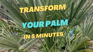 How to TRANSFORM the look of a Chamaerops humilis [upl. by Enened974]