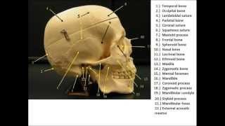 Bone Flash Cards  Anatomy and Physiology [upl. by Georgie]