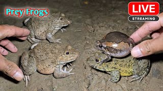 funny froggy make you laugh [upl. by Ilse]