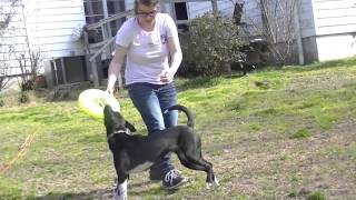 How To Train your dog to catch a Frisbee in 6 steps [upl. by Tsai]