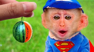 Baby Monkey BiBi go harvest watermelon and eat hubba bubba candy Coco Monkey [upl. by Nylesor872]