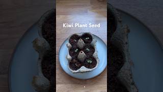 How To Grow Kiwi From Seed  Germinate Kiwi Seeds kiwi seed germinatingseeds shorts [upl. by Kaila]