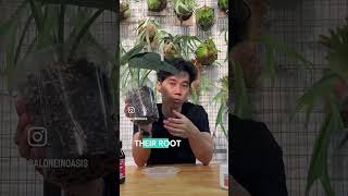 A strong growing plant is always immune from pest infestation How to do that plantstips plants [upl. by Cristine]