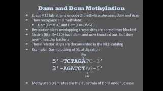 Methyltransferases [upl. by Thier]