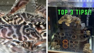 How to Breed Hypancistrus L333 King Tiger Pleco [upl. by Brieta392]