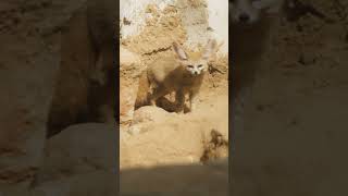 The Sahara Desert is home to the worlds smallest wild dog fennecfox fox animalshorts pbs [upl. by Phillipe164]