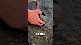 lo que sale de la piedra😮yorkshirefossils shortsvideo [upl. by Ellata]