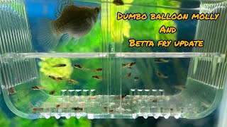 dumbo ears balloon molly and betta fry update bettabreeding mollyfrys trending viral [upl. by Accem]