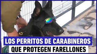 Los perritos de Carabineros que protegen Farellones [upl. by Mages]