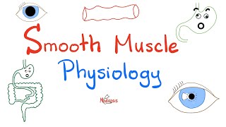 Smooth Muscles Physiology and Myosinlight Chain Kinase Phosphatase  Physiology Lectures [upl. by Barstow]