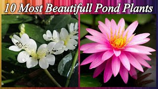 10 MOST BEAUTIFULL AQUATIC FLOWERS  POND PLANTS IN USA  pond plants [upl. by Arakawa85]