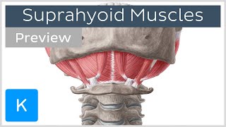 Suprahyoid muscles preview  Human Anatomy  Kenhub [upl. by Okubo]