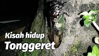 Tonggeret  Garengpung  Cicada [upl. by Bensky130]