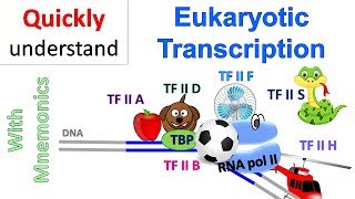 Eukaryotic Transcription [upl. by Yetah927]