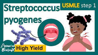 Streptococcus pyogenes  Streptococcal infection  Structure pathology and treatment options usmle [upl. by Neiman]